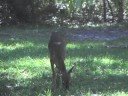 Deer in the Yard