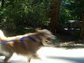 Dog   Boarding