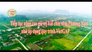 Tiếp tục nâng cao giá trị Vải chín sớm Phương Nam nhờ áp dụng quy trình VietGap