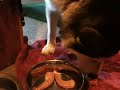 Feeding Raw 2