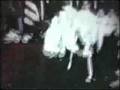 Jook Lum Demo Chinese New Year 1/24/1963