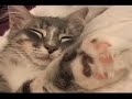 Re：nodqcaw The Cat Diaries Episode