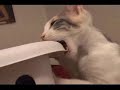 Re?nodqcaw The Cat Diaries Episode