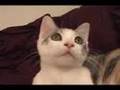 Re：nodqcaw The Cat Diaries Episode