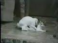 cele mai comice animale