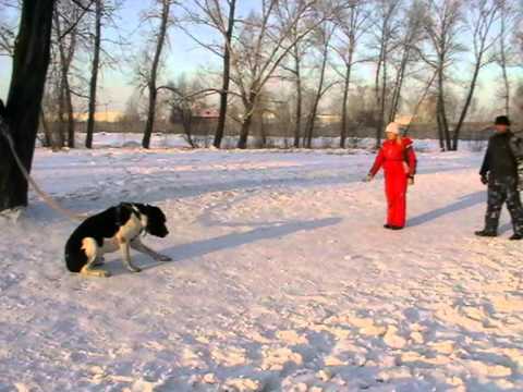 YouTube Трейлер