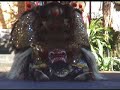 Barong followed by his friend the monkey