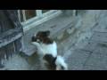 videos de blika fin mars 2008(1)