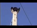 turkey-vultures.html