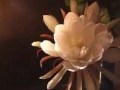 A Blossoming:  Night-Blooming Cirrus