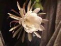 A Blossoming: Night-Blooming Cirrus A Blossoming: Night-Blooming Cirrus