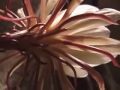 A Blossoming:  Night-Blooming Cirrus