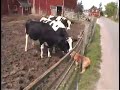 connie jo, the cow-kissin\ connie jo, the cow-kissin\