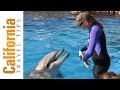 Dolphin Trainer