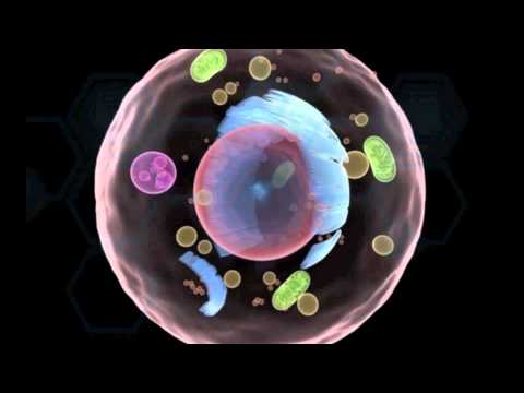 HAVE WE BEEN LIED TO ABOUT ANTIOXIDANTS.m4v