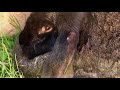 Minizoo des Bauernhofs Kapa