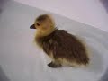 Orphaned Baby Goose