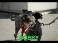 Click here to watch this video PROTECTORA MÁLAGA . BOBBY