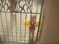 Jailed Jailed