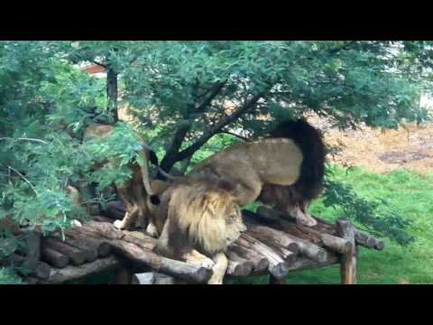 lion growl