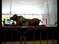 videos de rodeo a nigloland