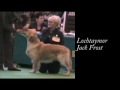 Crufts 2007 - Golden Retriever, Post Graduate Dog