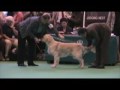 Crufts 2007 - Golden Retriever, Post Graduate Dog