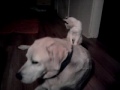 This video was uploaded from an Android phone.
