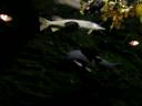 videos de East Hartford Cabelas