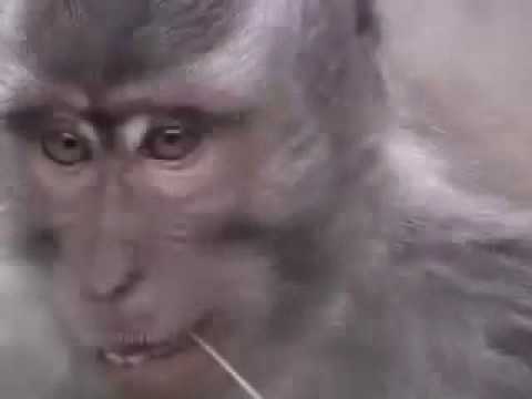 My Mate's a Primate
