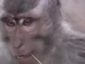 Primates in Entertainment: An Exposé - Thumb #1