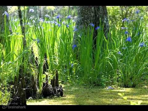 how to transplant louisiana iris