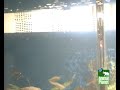 São os raros peixes carnívoros do aquário do meu irmão aqui em casa no animal planet... 