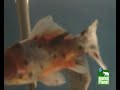Animal Planet - S�rie Aqu�rio
