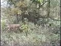 Small Buck Hit Too High