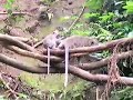 Ubud Monkey Forest