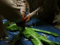 ufo autopsy ufo autopsy