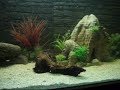 motoro-stingray-in-my-community-aquarium.html