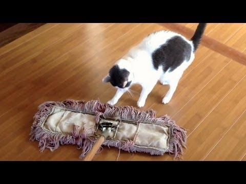Cats VS Broom of Doom