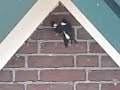 House Martins, delichon urbica, flirting around nest