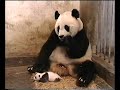 Panda Sneeze