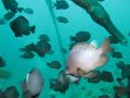 好多魚呀~