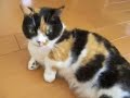 Kittle my kitten