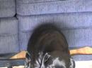 Buddy