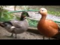 MOV016