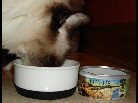 Lotus Canned Cat Food Review Salmon & Vegetable Pâté 0 Lotus Canned Cat Food Review Salmon & Vegetable Pâté
