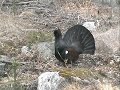 Tjur, capercaillie or tjäder? Let it be!