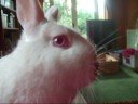 new rabbit Loopy