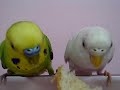 TheBudgieBirds - My Budgie eats pace of bread