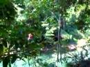 Brian in Jamaica Canopy